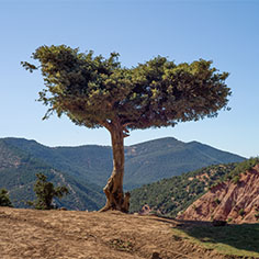 Juniper tree