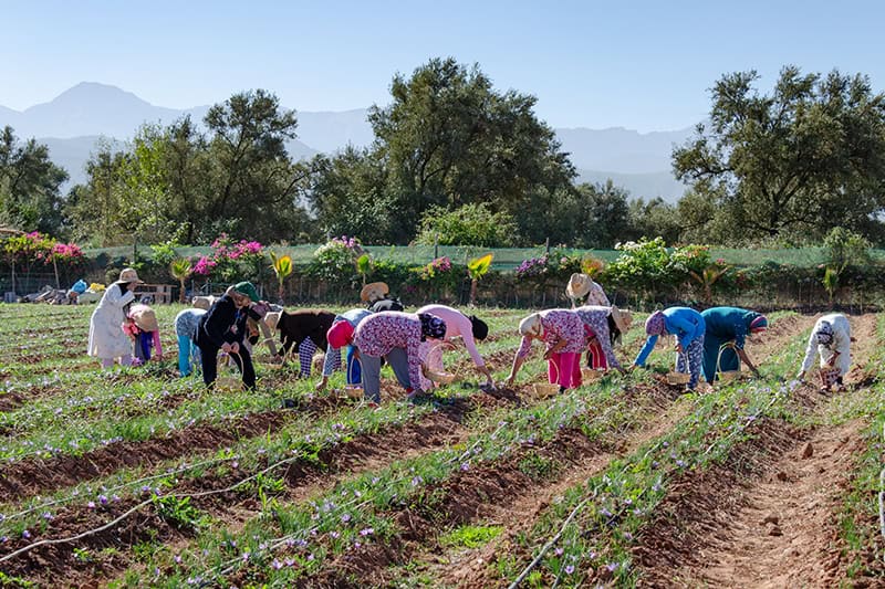 Saffrom harvest, Le Paradis du Safran