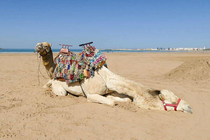 Camel, Essaouira beach