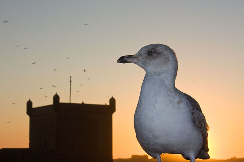 Fort and seagull, Essaouira