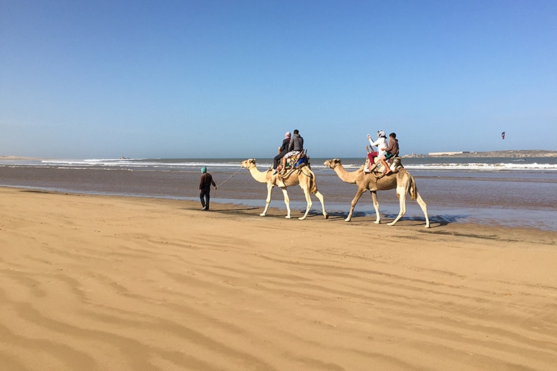 Camel ride on the beach, Essaouira