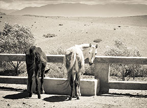 Donkey and mule at Jarjeer Mule and Donkey Refuge, Morocco