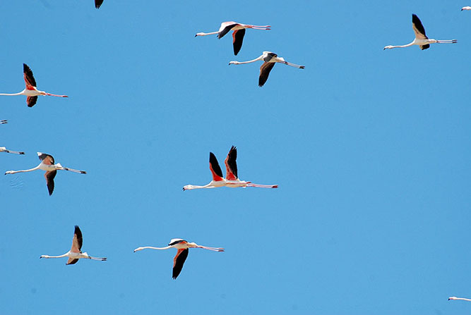 Flamingos, Oualidia