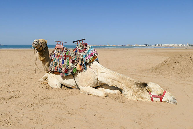 Resting camels, Essaouira beach